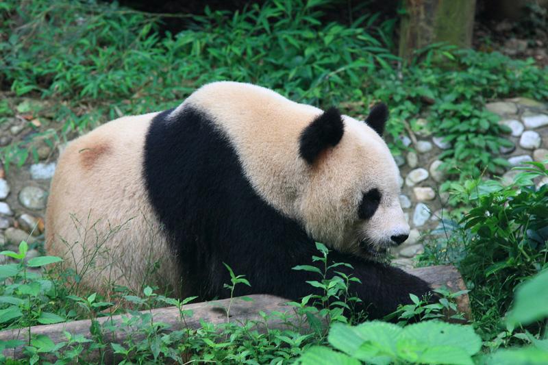 601-Guilin,panda,15 luglio 2014.JPG